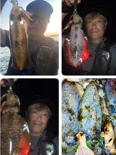 アオリイカの釣果