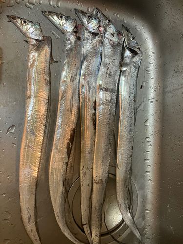 タチウオの釣果