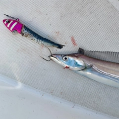 タチウオの釣果