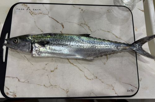 サゴシの釣果