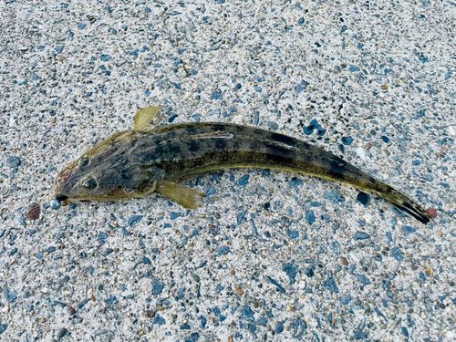 マゴチの釣果