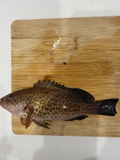 オオモンハタの釣果