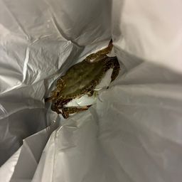 ワタリガニ