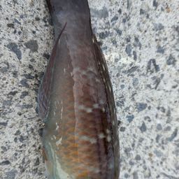 ベラ