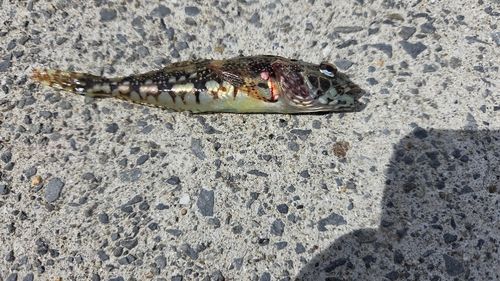 アナハゼの釣果