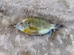 ブルーギルの釣果