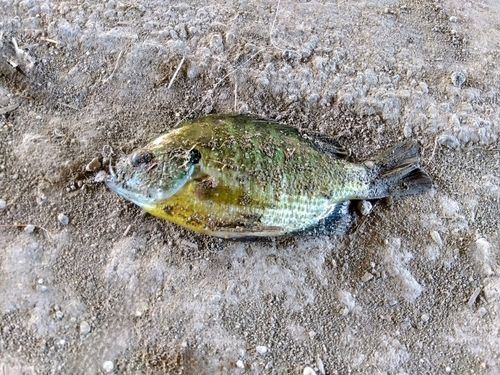 ブルーギルの釣果