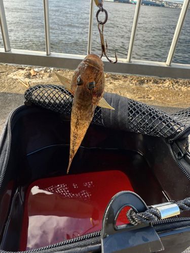 ハゼの釣果