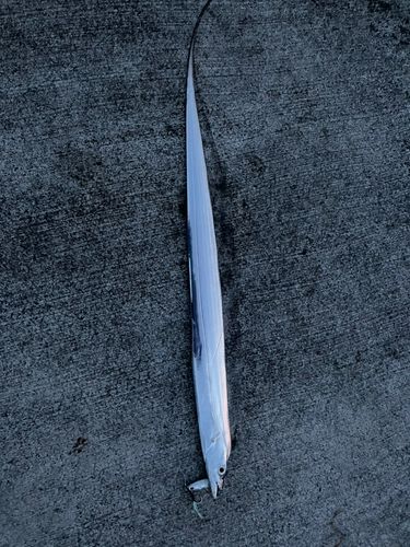 タチウオの釣果