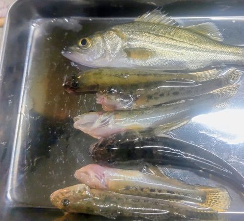 碧南海釣り公園