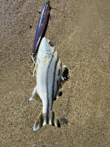 コトヒキの釣果