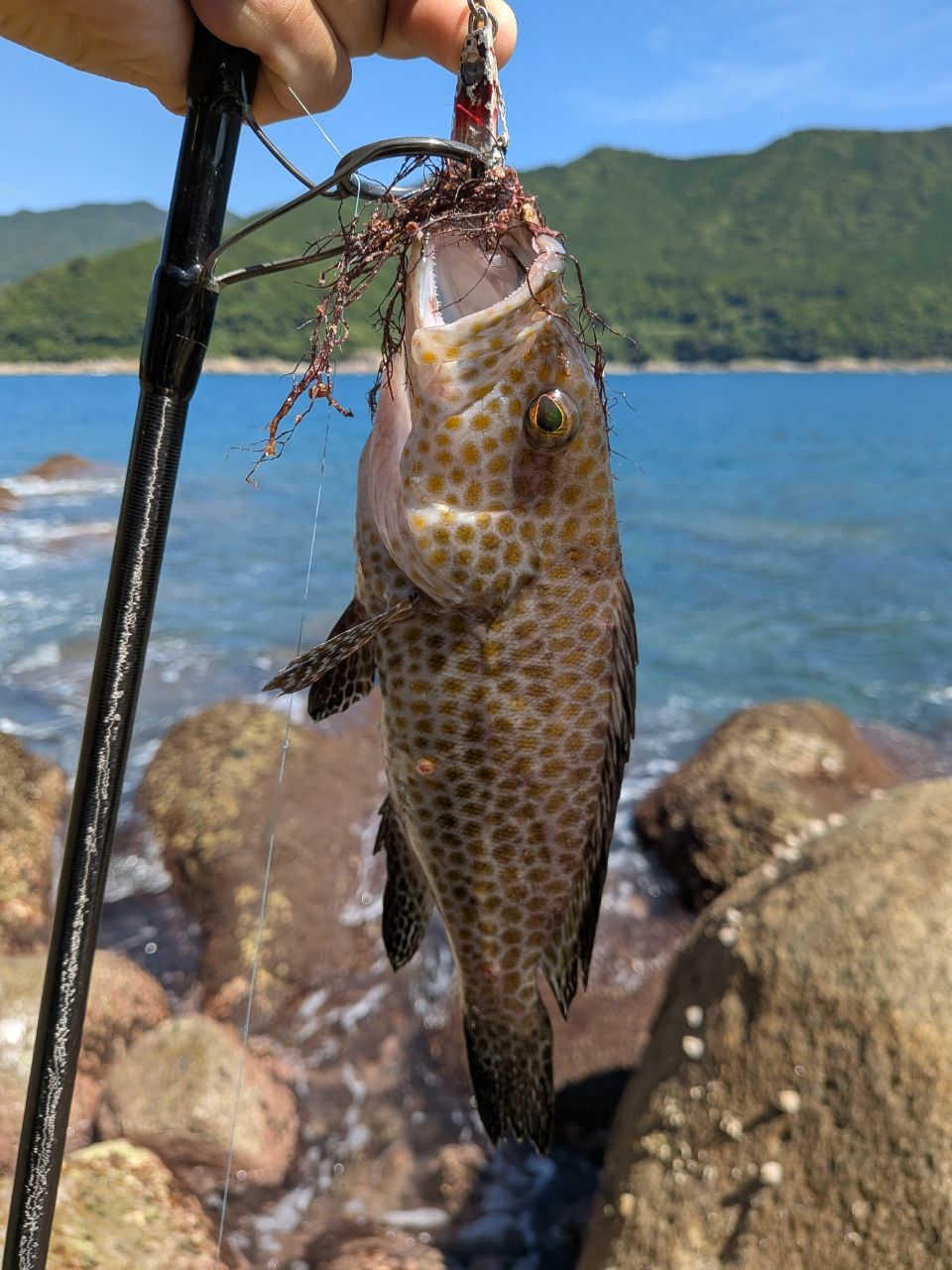 オオモンハタ