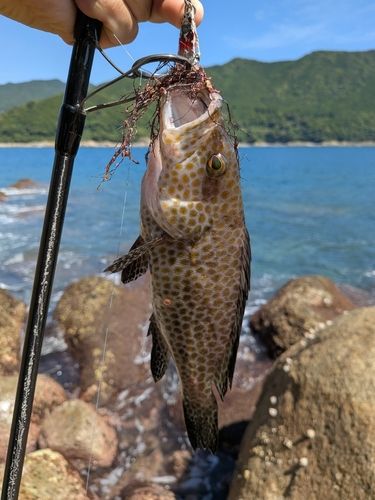 新鹿湾