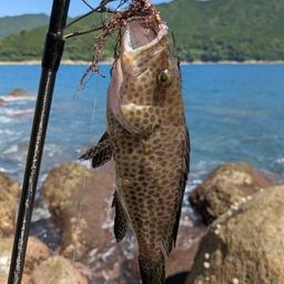オオモンハタ
