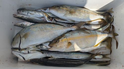 シオの釣果
