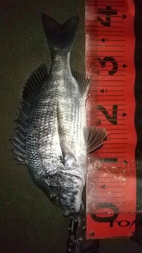 クロダイの釣果