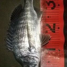クロダイ