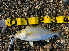 ショゴの釣果