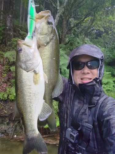 ブラックバスの釣果
