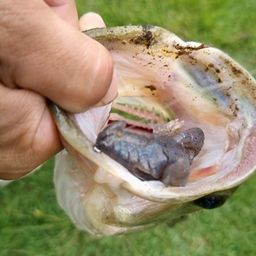 ブラックバス