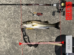 シーバスの釣果