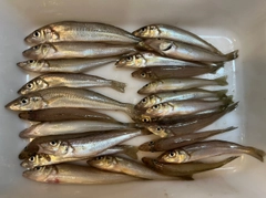 キスの釣果