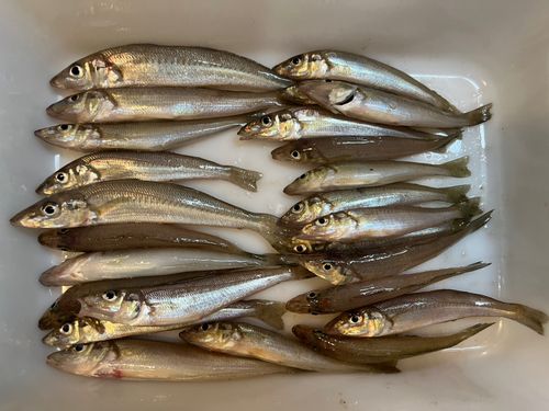 キスの釣果