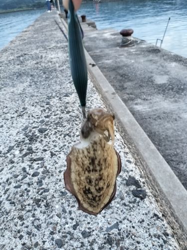 浦ノ崎港