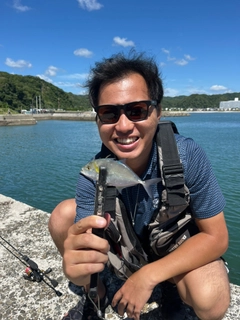 メッキの釣果