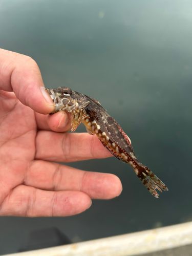 アナハゼの釣果