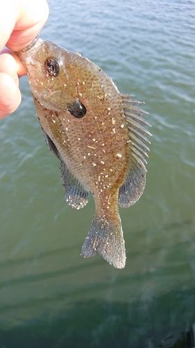 ブルーギルの釣果