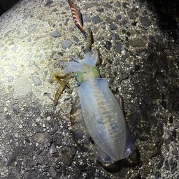 アオリイカ