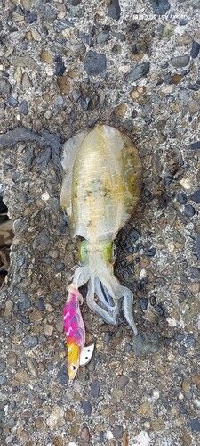 アオリイカの釣果