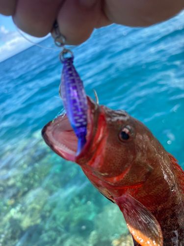 釣果