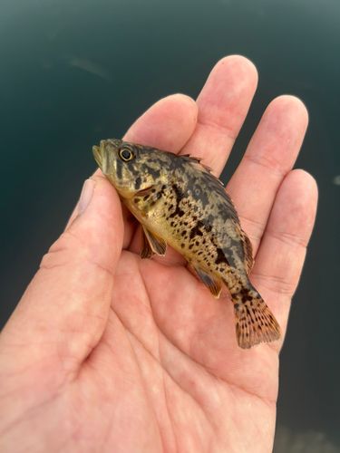 ソイの釣果