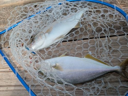 ショゴの釣果