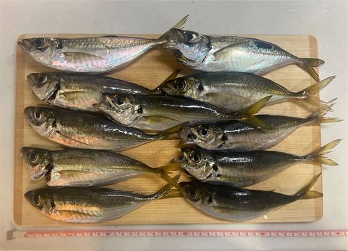 アジの釣果