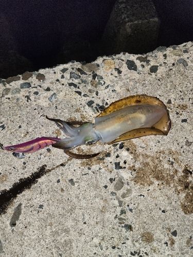 アオリイカの釣果