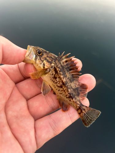 ソイの釣果