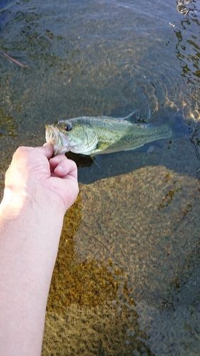 ラージマウスバスの釣果