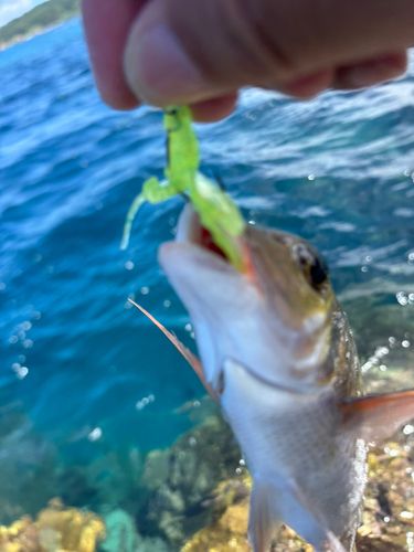 釣果