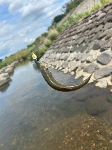 ウグイの釣果