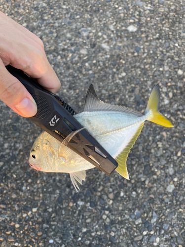 メッキの釣果