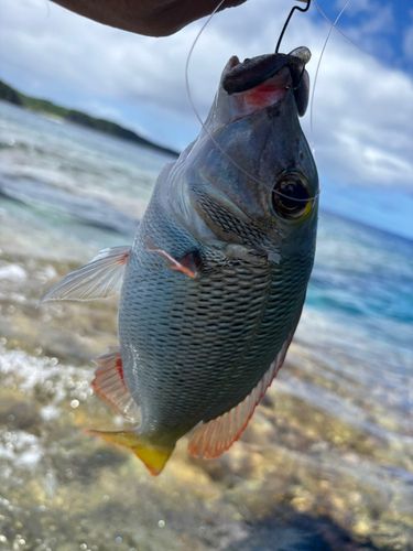 釣果