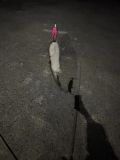 ナマズの釣果