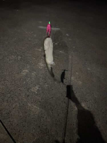 ナマズの釣果