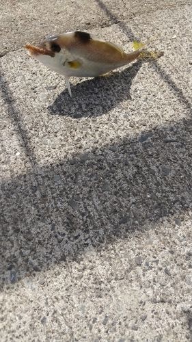 ギマの釣果