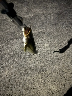 ナマズの釣果