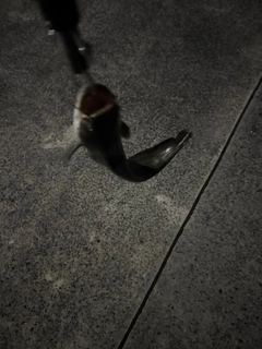 ナマズの釣果