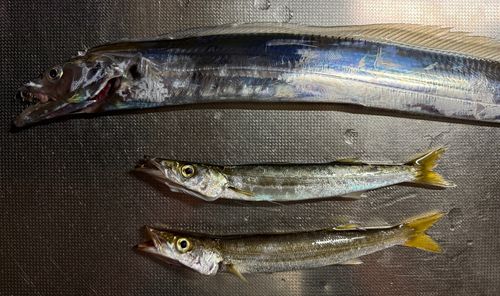 タチウオの釣果